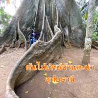 ต้นไม้ยักษ์บ้านสะนำ🌳