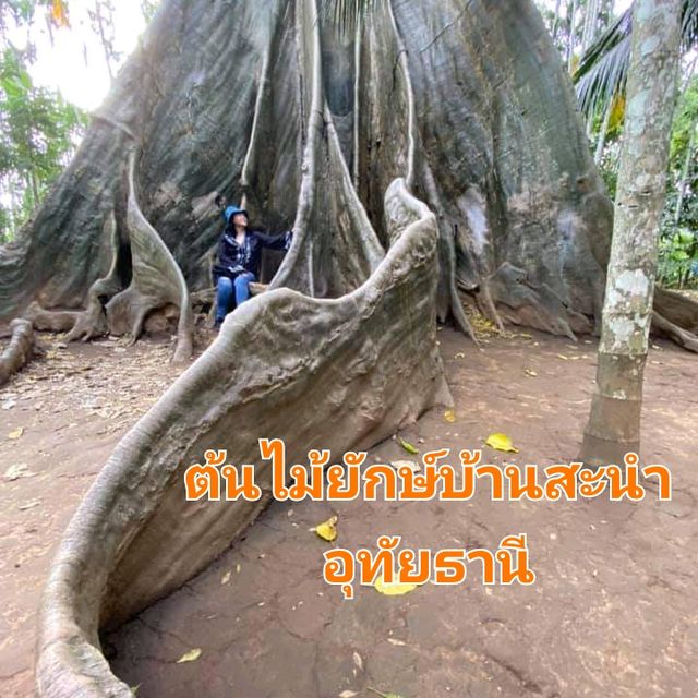 ต้นไม้ยักษ์บ้านสะนำ🌳