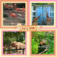 🌎廣州動物園～可愛動物世界🌎