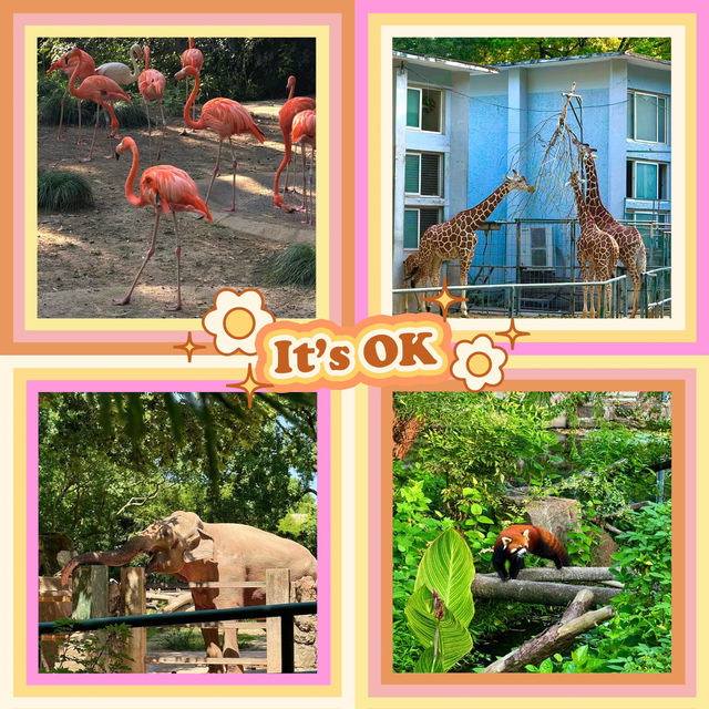 🌎廣州動物園～可愛動物世界🌎