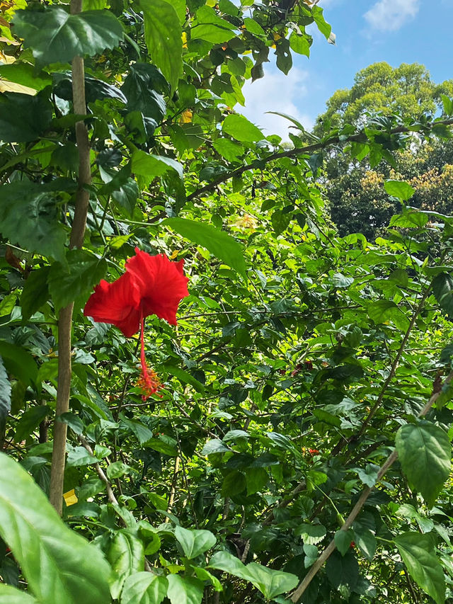 Hibiscus as flower emblem of Malaysia🌹