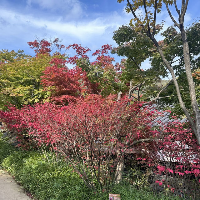 가을에 무조건 가야할 단풍맛집. 곤지암 화담숲🍁🍂