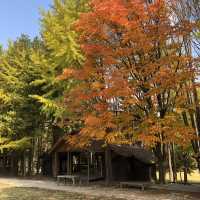 Escape to Nami Island: A Scenic Wonderland for All Seasons 🇰🇷