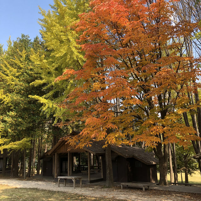 Escape to Nami Island: A Scenic Wonderland for All Seasons 🇰🇷
