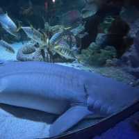 Dive Into Adventure at Aquaria KLCC: An Underwater Journey in the Heart of Kuala Lumpur