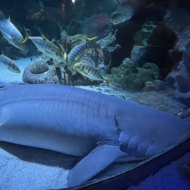 Dive Into Adventure at Aquaria KLCC: An Underwater Journey in the Heart of Kuala Lumpur