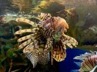 拉斯維加斯的鯊魚礁水族館