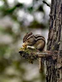 Huanglong Forest is the Paradise 