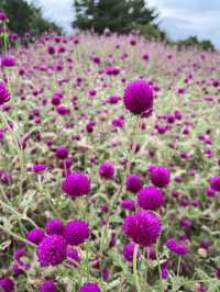 【淡路島】秋の花畑を求めて