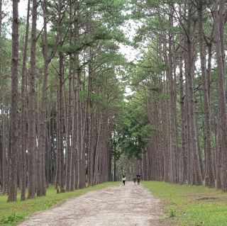 Bo Kaeo Pine Tree Garden, Chiang Mai.
