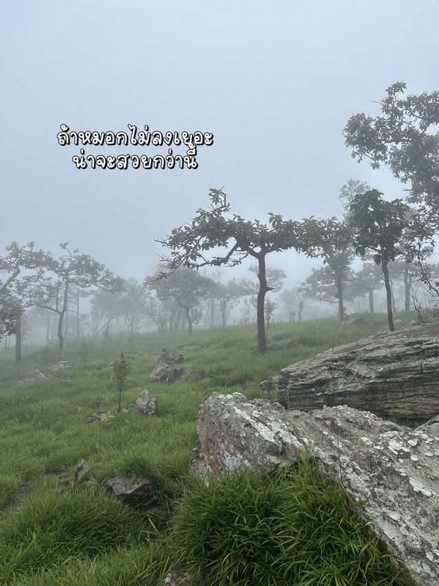 🌷เที่ยวชมทุ่งดอกกระเจียว จ.ชัยภูมิ