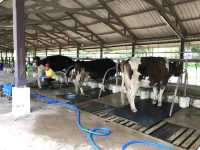 ฟาร์มโคนมไทย-เดนมาร์ค จ.สระบุรี