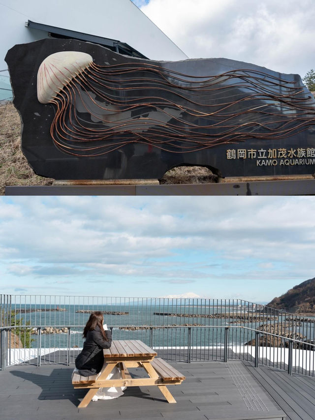 【山形】クラゲ大水槽が幻想的な水族館