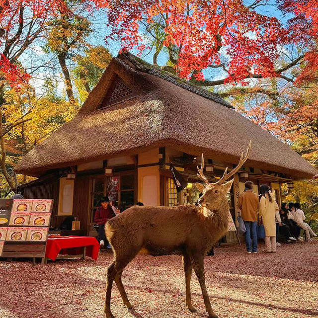 Must visit Nara in Fall