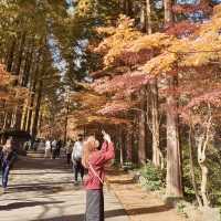 Jangtaesan Natural Recreation Forest – Stunning in Autumn 🍂