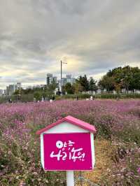가을 꽃 총 집합 장소