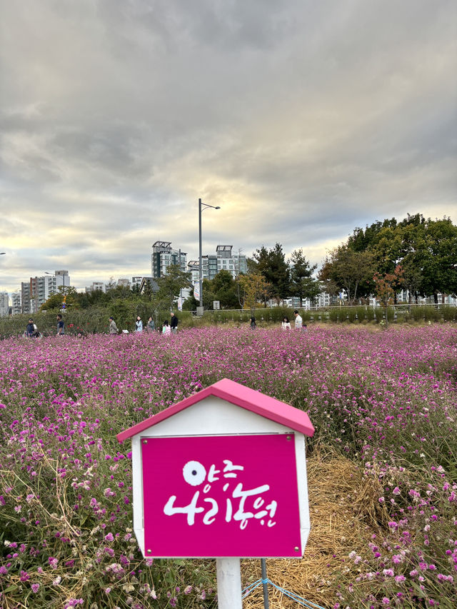 가을 꽃 총 집합 장소