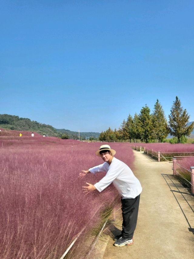 내년이 다시 기대되는 핑크뮬리 핫플