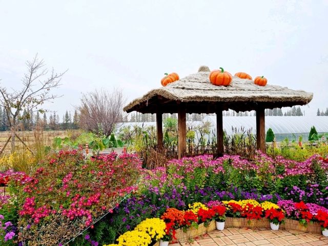계양아라온 수향원 국화축제 나들이❣️