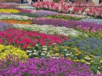 เที่ยวสวนดอกไม้เมืองเฉิงตู อลังการมาก 🌸🌼☘️