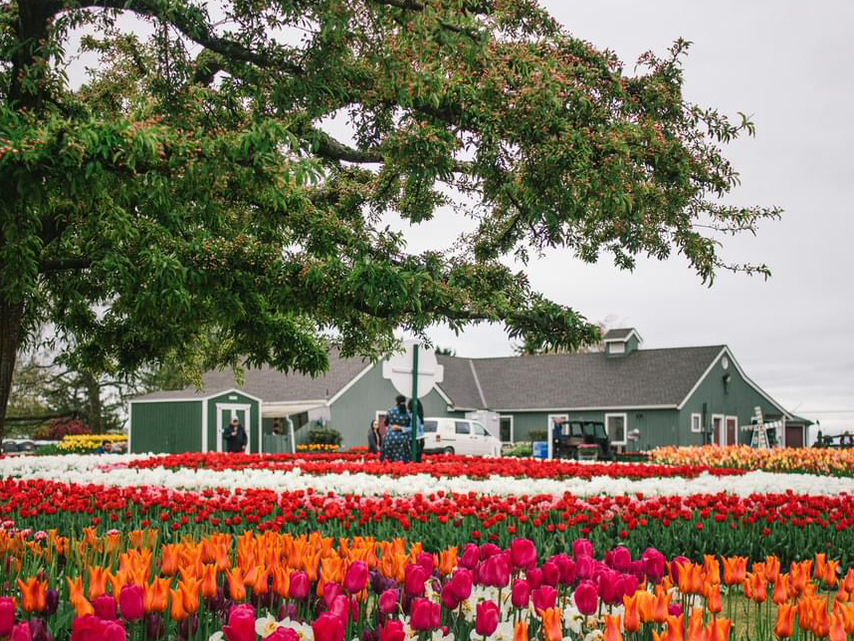 The Tulip Garden of Seattle