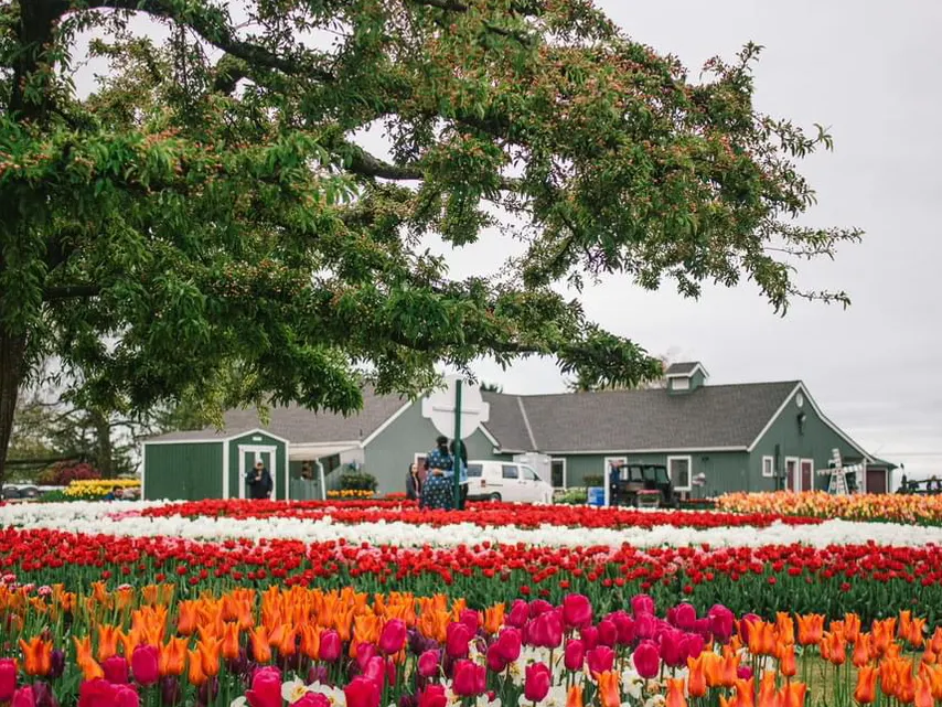 The Tulip Garden of Seattle