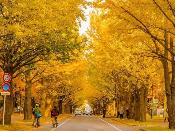 每年十月底必去北海道大學看銀杏隧道💞