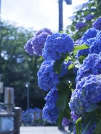 名古屋打卡聖地：形原溫泉紫陽花祭 