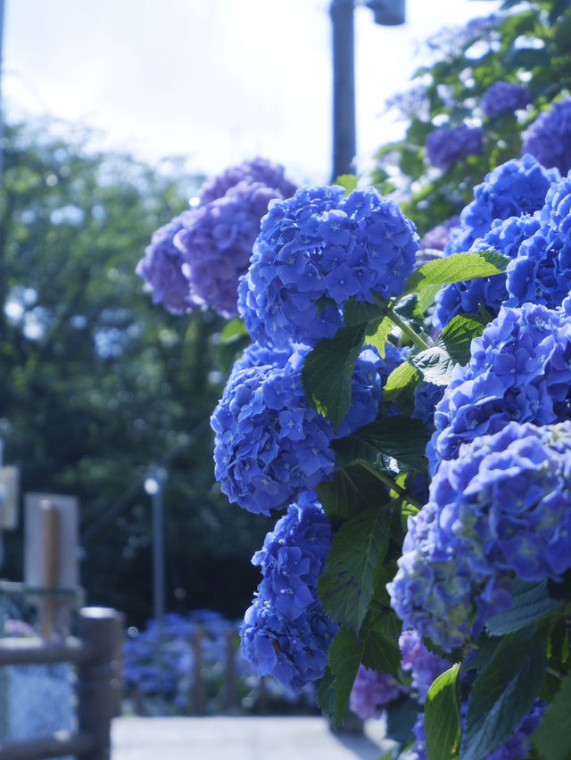 名古屋打卡聖地：形原溫泉紫陽花祭 
