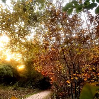Fontainebleau Forest