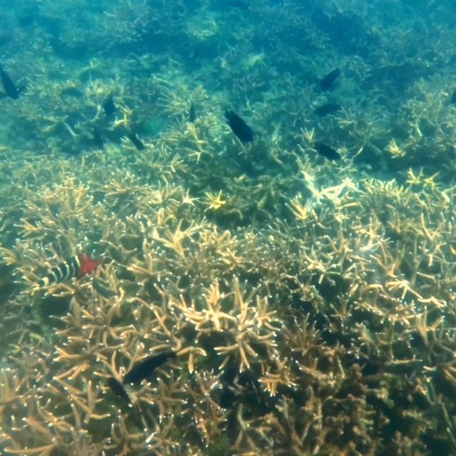 🇲🇾 Beneath the Waves: A Snorkeling Voyage into Redang Island's Marine Life