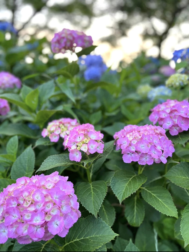 【神奈川】穴場スポット!!無人島であじさい鑑賞❁⃘*.ﾟ