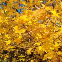 Catching the tail of autumn