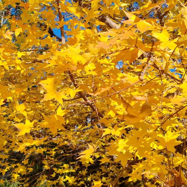 Catching the tail of autumn