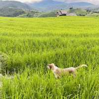 ป่าบงเปียง เชียงใหม่