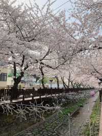 A Stroll Through the Sakura Wonderland of Yeojwacheon River