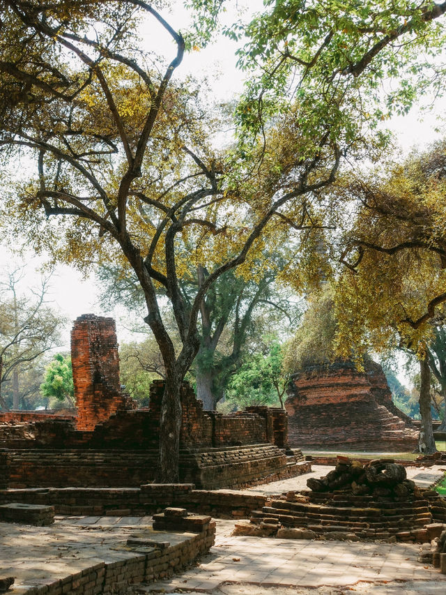 神秘的な木の根に包まれた仏頭像が見られる、アユタヤ🇹🇭