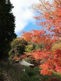 📍 【栃木】紅葉が素晴らしいお寺