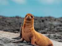 Why Animal Lovers Need to Pack Their Bags for the Galápagos 🦅