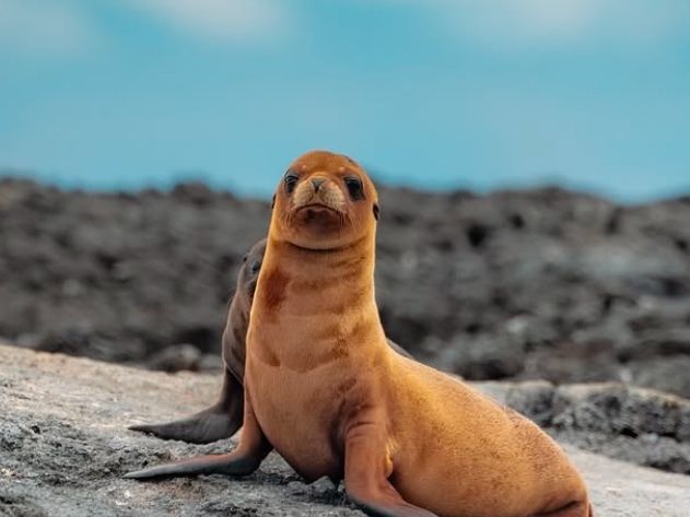 Why Animal Lovers Need to Pack Their Bags for the Galápagos 🦅