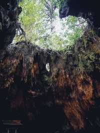 【冬のウィルソン株】オフシーズンの屋久島のおすすめ