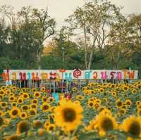 ทานตะวันบาน ที่สวนรถไฟ