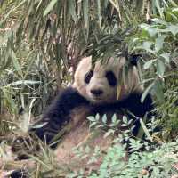 A Must-Visit for Panda Lovers 🐼