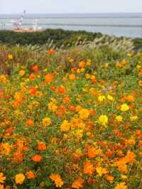 【国営ひたち海浜公園】コキアの真っ赤な絨毯に感動🍁