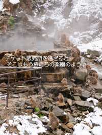 スノーモンキーに会いに行こう♪【地獄谷野猿公苑】