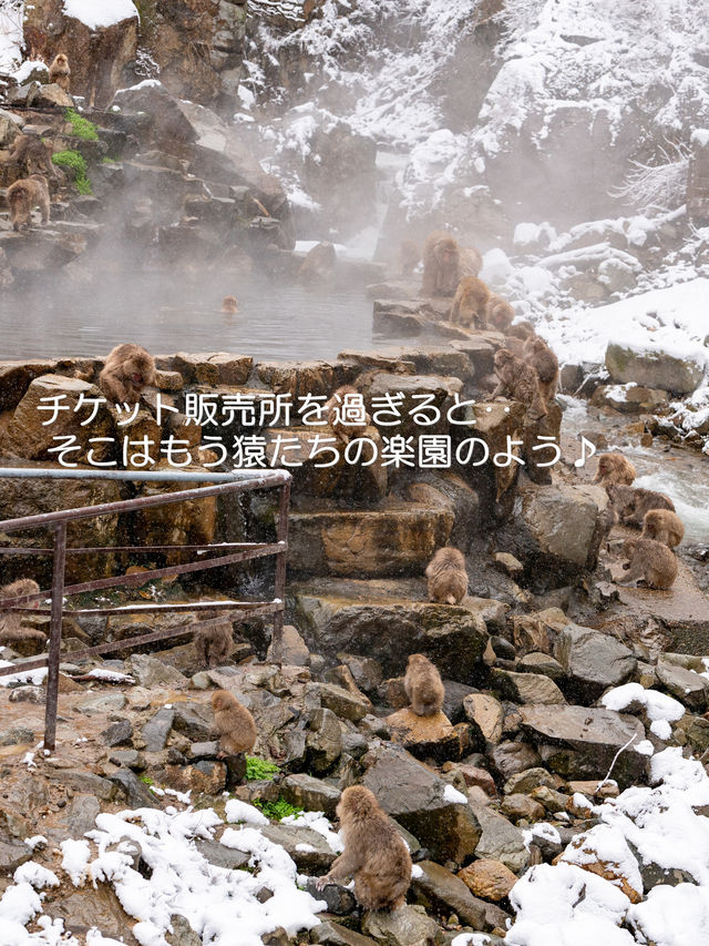 スノーモンキーに会いに行こう♪【地獄谷野猿公苑】