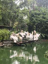 Animals at Singapore’s Zoo