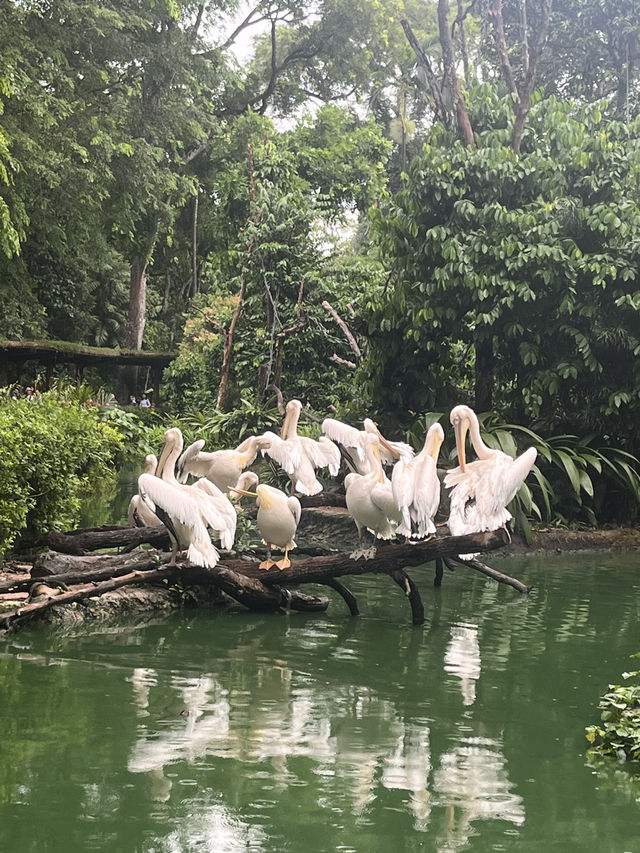 Animals at Singapore’s Zoo