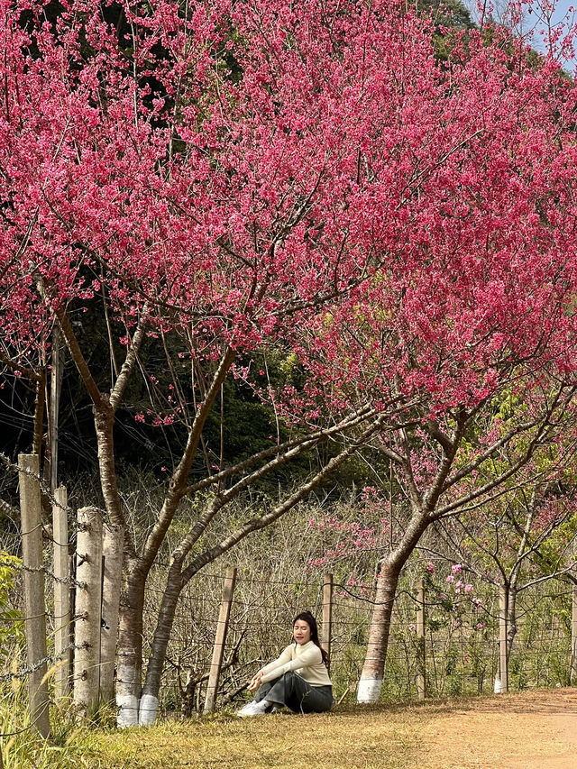 ซากุระ อ่างขาง อ.ฝาง จ.เชียงใหม่🌸🌸