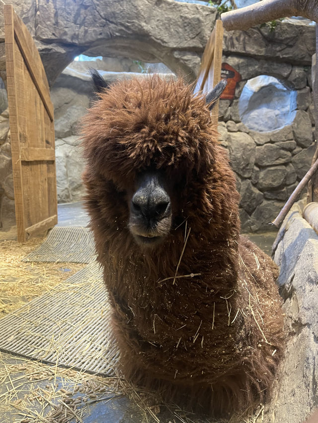 首爾親子家庭遊｜過千種動物的室內動物園｜水豚